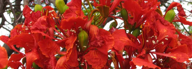 poinciana